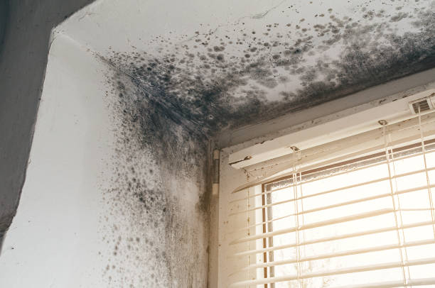 Affordable Mold Removal solutions in Graham, WA