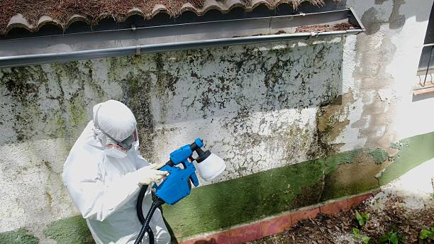 Top rated local Mold Removal specialists in Graham, WA
